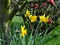 2014-0308-1225_Daffodils_14,8C